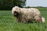 KOMONDOR 032